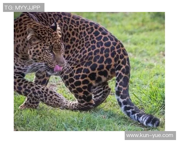 足球明星豹子高清照片展现运动与野性的完美结合 足球明星豹子高清照片展现运动与野性的完美结合